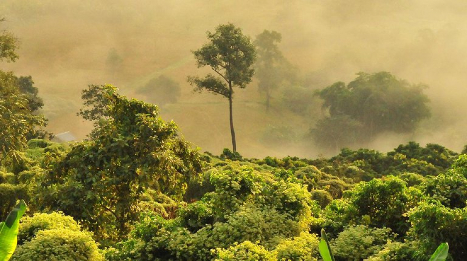 Купи плагин - спаси лес: благотворительный аукцион VST-Au плагинов